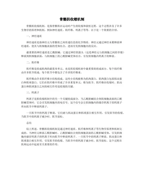 骨骼肌收缩机制
