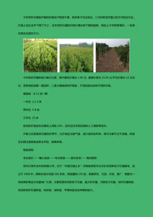 2020软子石榴树苗大概多少钱