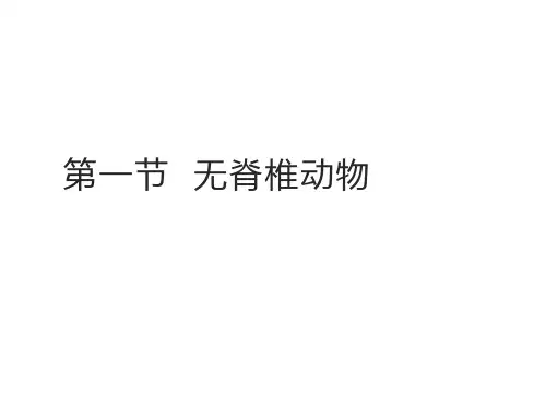 2.4.1  无脊椎动物  课件(共37张PPT)2024-2025学年苏教版生物七年级上册