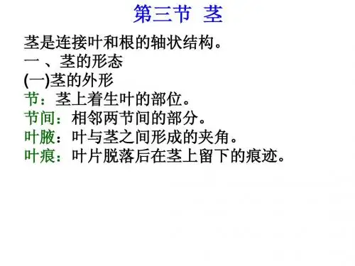 茎1