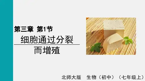 2024年北师大七年级生物上册 第1节  细胞通过分裂而增殖(课件)