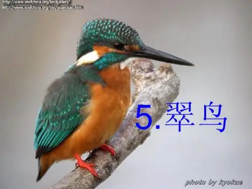 《翠鸟》课件