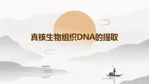 真核生物组织DNA的提取