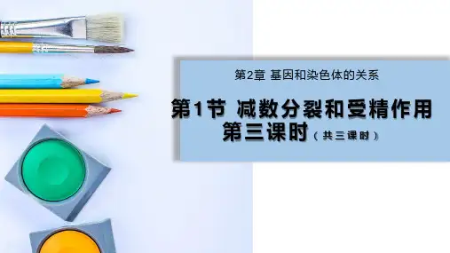 2.1 减数分裂和受精作用3 人教版高中生物必修二课件(共28张PPT)