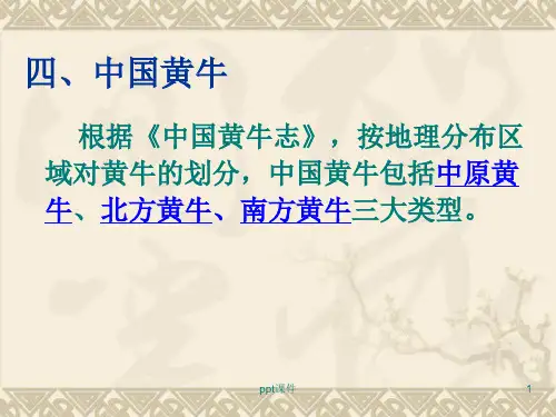 中国黄牛品种 ppt课件