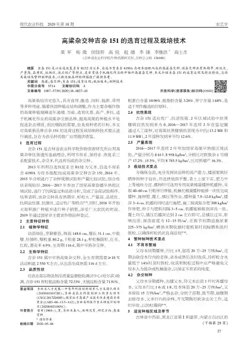 高粱杂交种吉杂151的选育过程及栽培技术