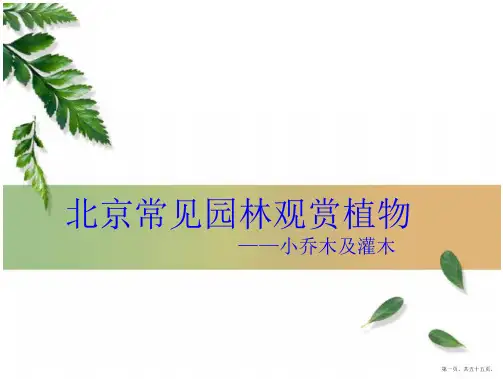 北京地区 园林常用小乔木及灌木灌木