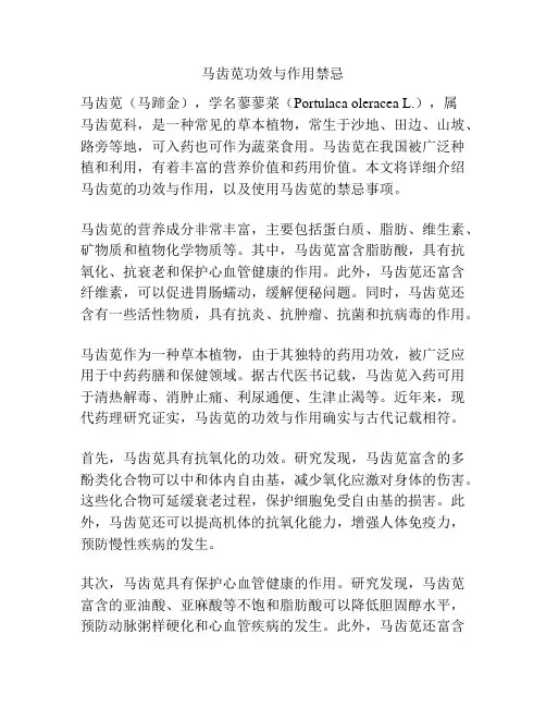 马齿苋功效与作用禁忌