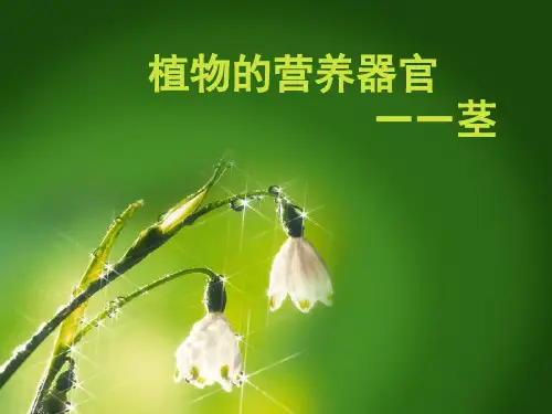 第2节植物的茎ppt课件