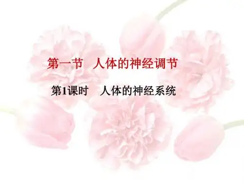 苏科版八年级上册生物  16.1人体的神经调节 课件   (共26张PPT)