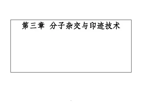 第三章-分子杂交与印迹技术