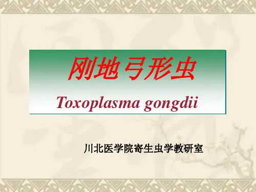 弓形虫