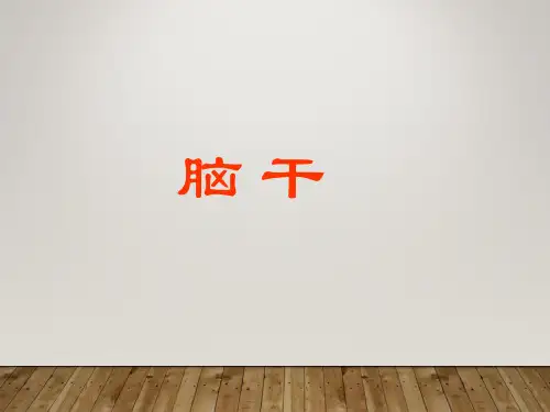 脑干