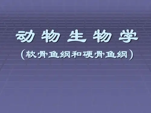 7部分鱼纲