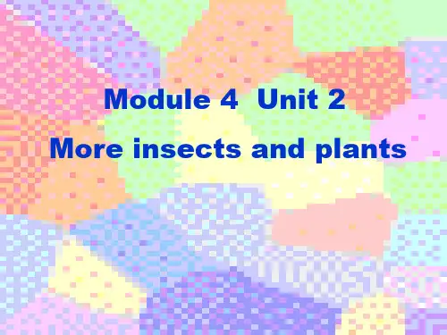沪教牛津版四年级英语4amodule4unit2MoreinsectsandplantsPPT精品课