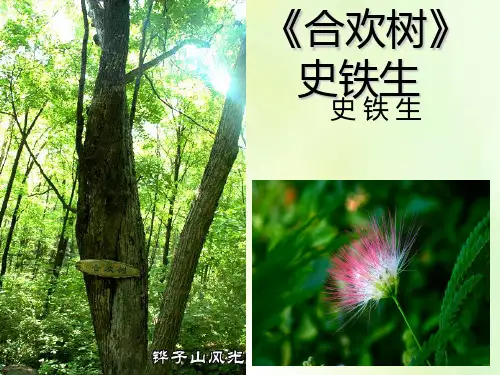 《合欢树》史铁生 ppt课件