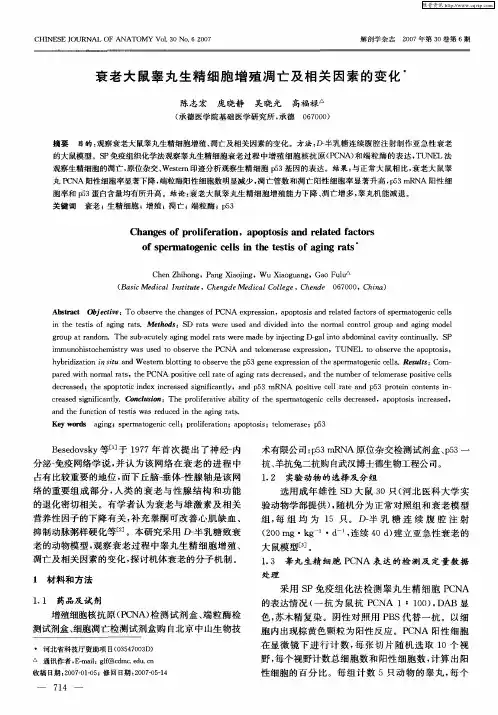 衰老大鼠睾丸生精细胞增殖凋亡及相关因素的变化