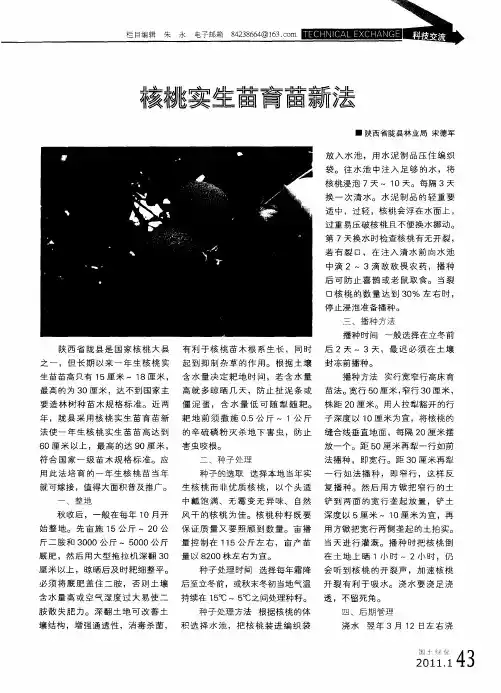 核桃实生苗育苗新法