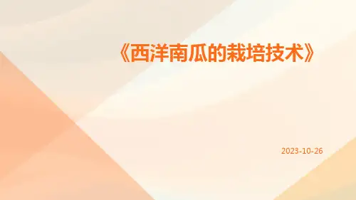 西洋南瓜的栽培技术