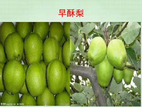 梨的主要优良品种