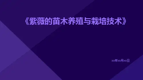 紫薇的苗木养殖与栽培技术