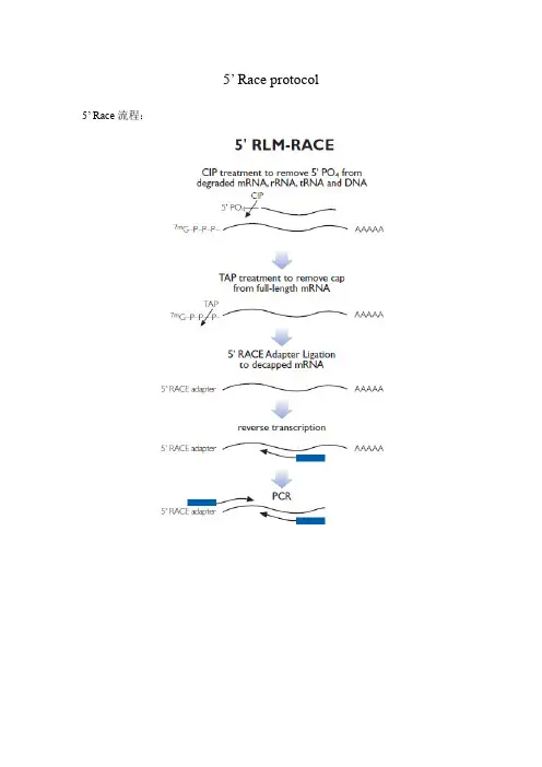 5’ Race protocol (standard rxn)