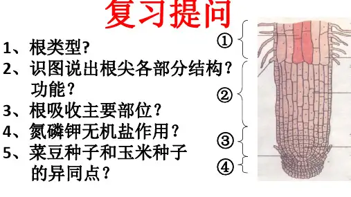 芽的类型和发育