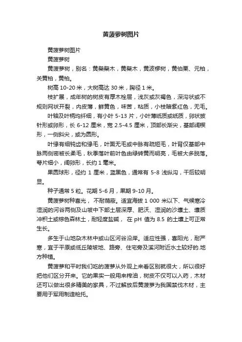 黄菠萝树图片