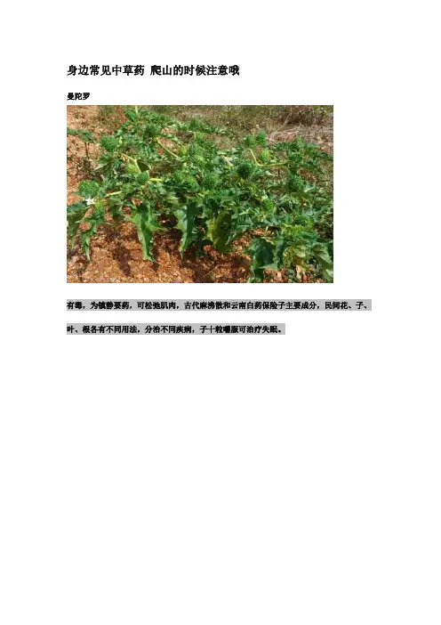生活中常见中草药-图文介绍
