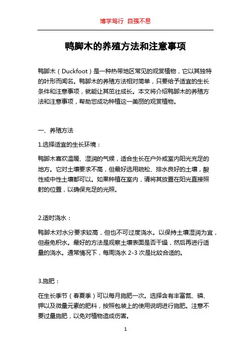 鸭脚木的养殖方法和注意事项