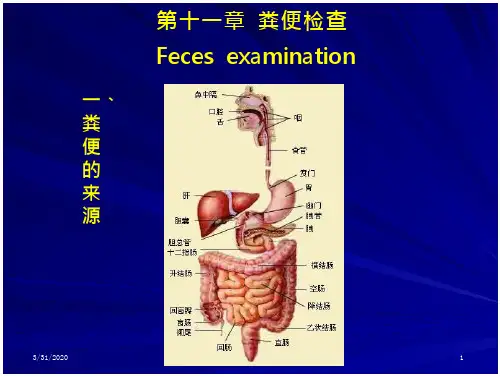 《临床基础检验学》粪便检查 