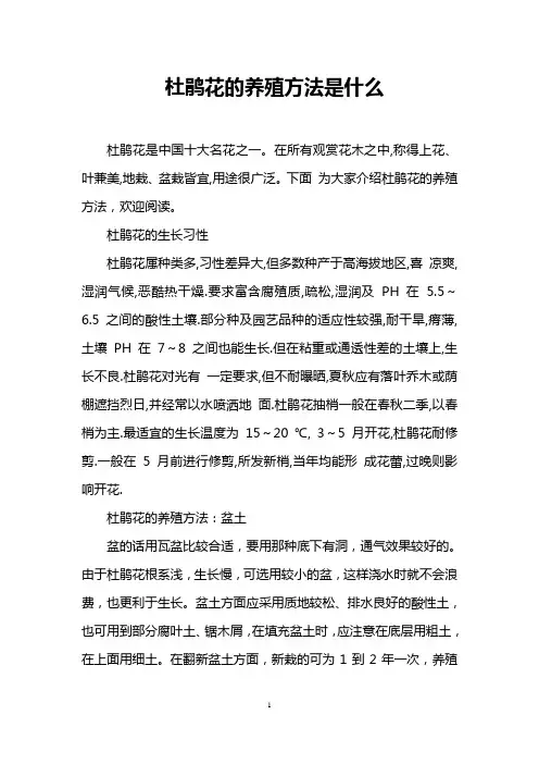 杜鹃花的养殖方法是什么