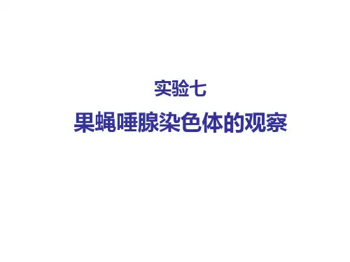 实验八果蝇唾腺染色体的观察