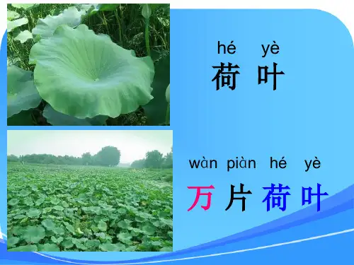 语文一年级上册：识字2《万片荷叶》课件(1)