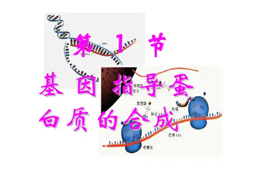 《基因指导蛋白质的合成》人教版高中生物ppt课件1