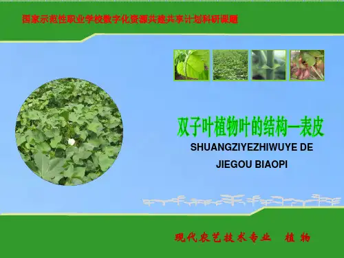 表皮学习内容观察双子叶植物叶片的横切面解剖构造