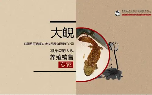 大鲵PPT
