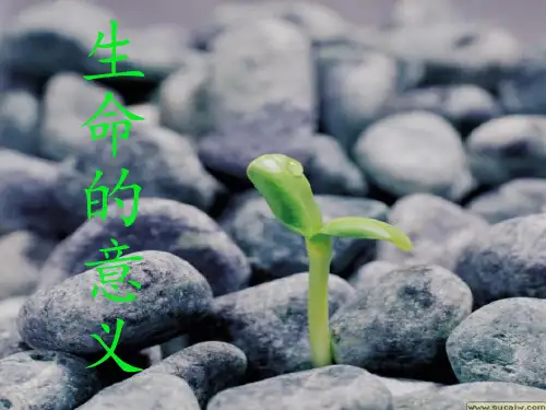 生命的意义 PPT课件