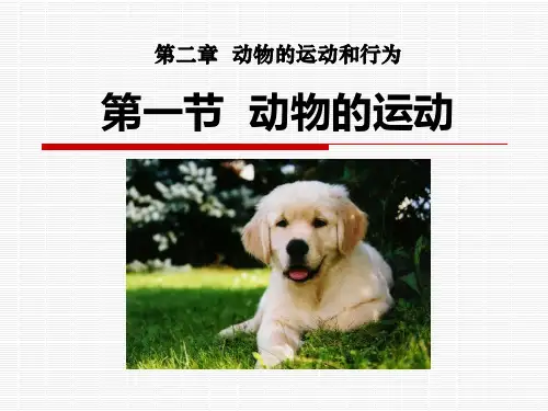 人教版八年级生物上册《动物的运动》PPT课件(8篇)