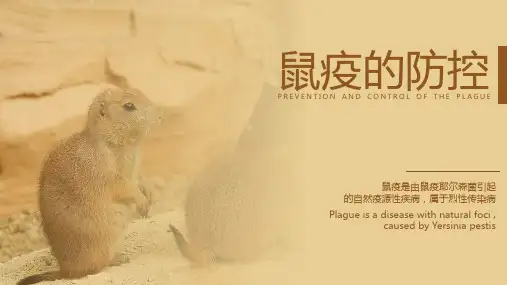 鼠疫的防控科普PPT教学讲座课件