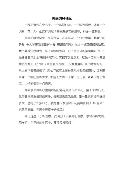 四年级作文：美丽的凤仙花作文400字