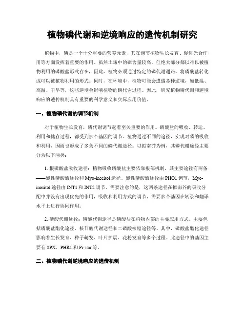 植物磷代谢和逆境响应的遗传机制研究