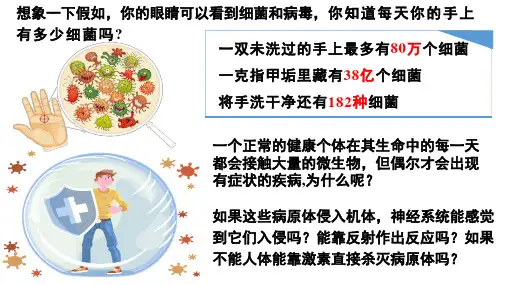 4.1免疫系统的组成和功能课件-2024年高二上学期生物人教版(2019)选择性必修1