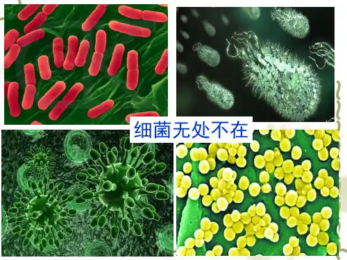 种群数量的变化优质课比赛ppt课件