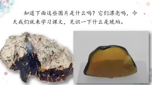 琥珀 北师大版六年级下册语文 精品课件