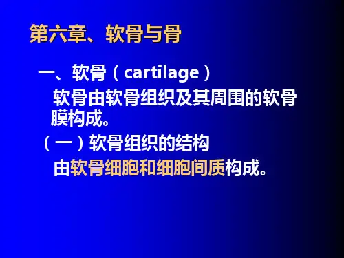 软骨和骨