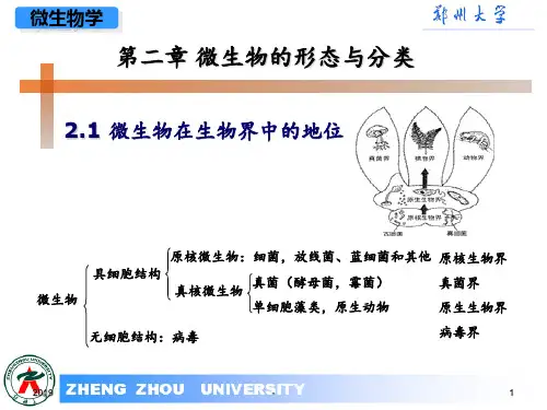 微生物第二章ppt课件