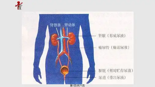 外科护理泌尿系统损伤病人的护理PPT课件