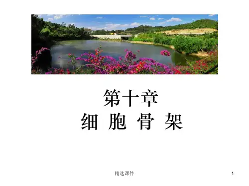 第十章 细胞骨架PPT课件