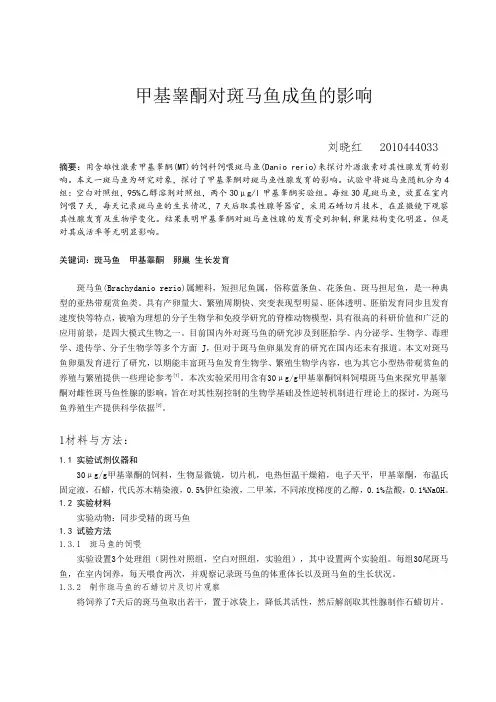 甲基睾酮对斑马鱼成鱼的影响